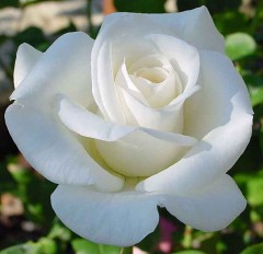 Lenip fehér rózsa