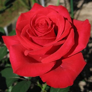 Erica Pluhar rózsa