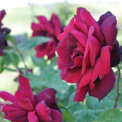 Don Juan bordó futórózsa rózsa