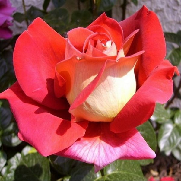 Kronenbourg rózsa