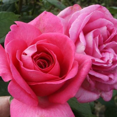 Lucia rózsaszín rózsa