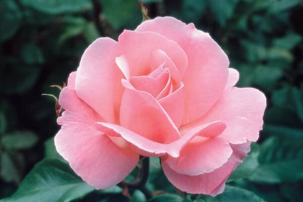 Tearózsa rózsaszín rózsa Queen of England
