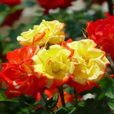 Parkrózsa Szamba Samba sárga-piros rózsa