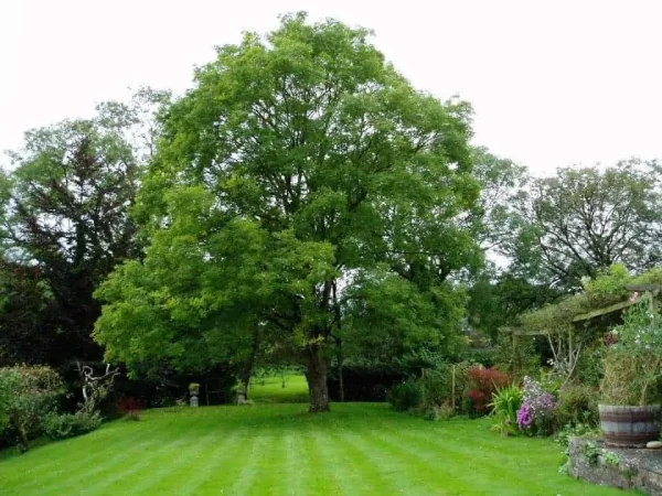Japánakác 250 cm "Sophora japonicum" - Image 4