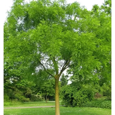 Japánakác 250 cm "Sophora japonicum"