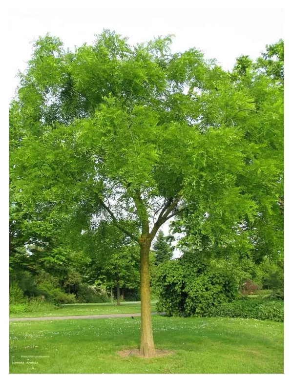 Japánakác 250 cm "Sophora japonicum"