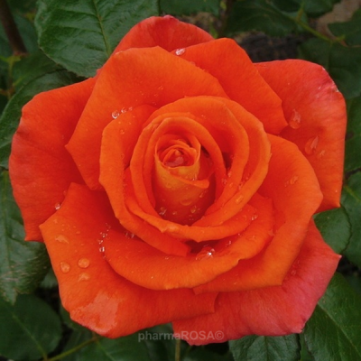 Mónika narancssárga rózsa