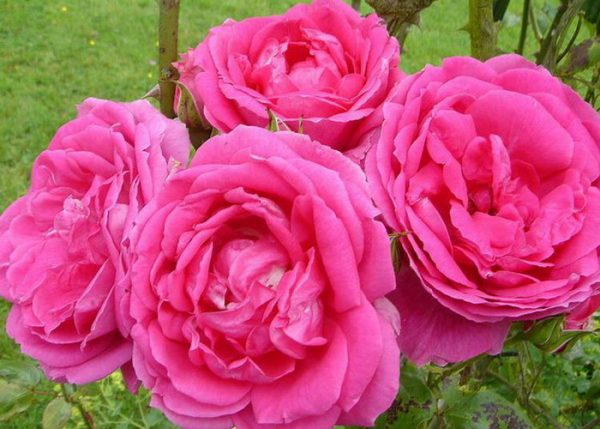 Parade rózsa élénk rózsaszín futórózsa