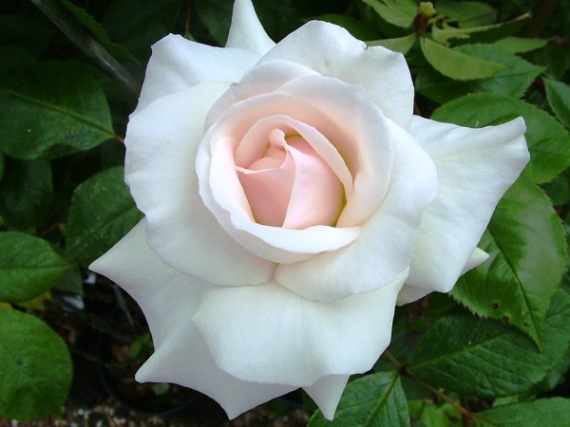 Futórózsa rózsa Swan Lake fehér
