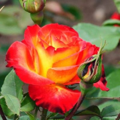 Rózsa Alinka sárga-piros