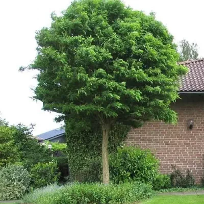 Gömb akác 250 cm „Robinia pseudoacacia Umbraculifera”(Konténeres)