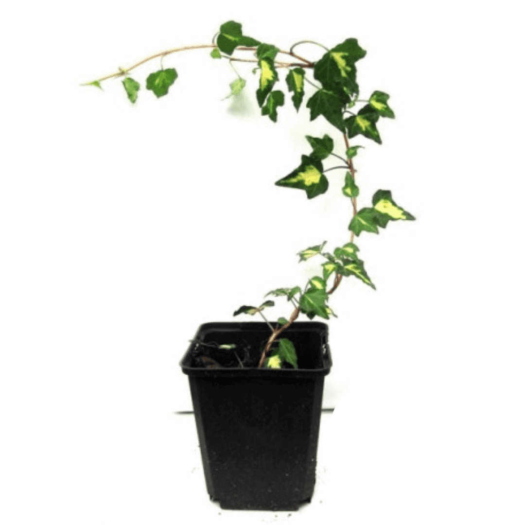 Arany-tarka levelű borostyán 20 cm "Gold Heart" - Image 3