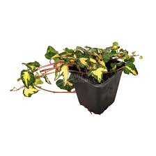 Arany-tarka levelű borostyán 20 cm "Gold Heart" - Image 2