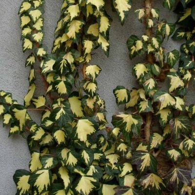 Arany-tarka levelű borostyán 20 cm "Gold Heart"