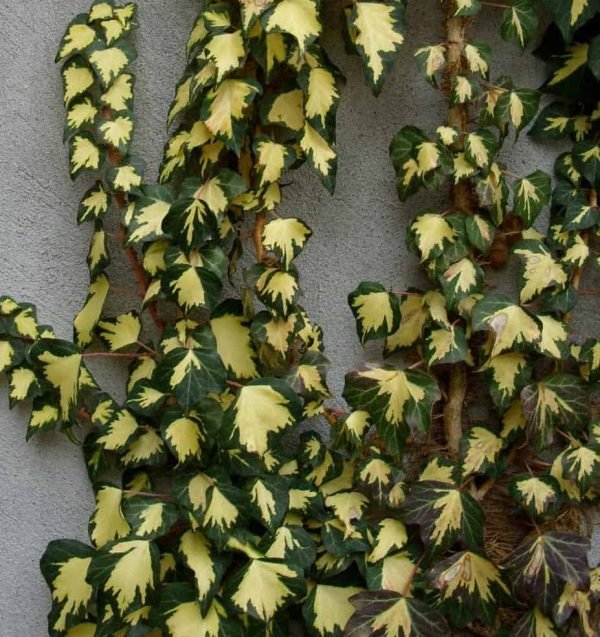 Arany-tarka levelű borostyán 20 cm "Gold Heart"