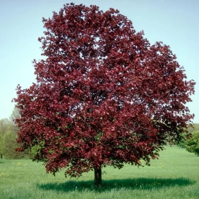 acer-platanoides-royal-red-voroslevelu-korai-juhar