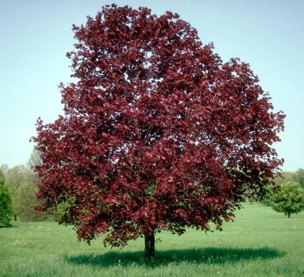 acer-platanoides-royal-red-voroslevelu-korai-juhar