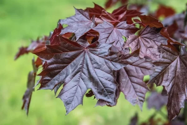 Vörös levelű juhar "Royal red" 250 cm - Image 2