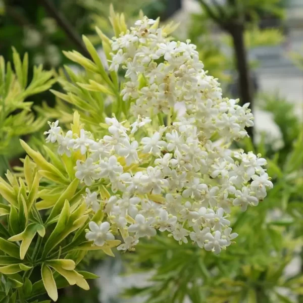 arany-szeldelt-levelu-bodza-sambucus-nigra-golden-tower-magnoliavilag.hu