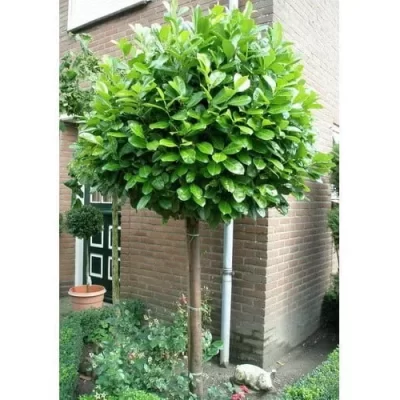 Magastörzsű Babérmeggy "Novita" 180 cm