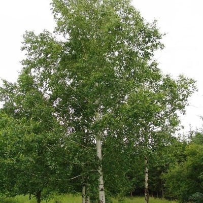 Közönséges nyírfa 150cm