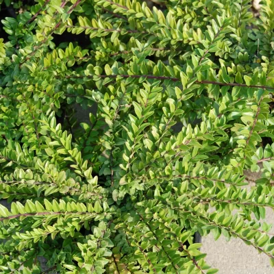 Terülő mirtuszlonc "Red tips" 30 cm