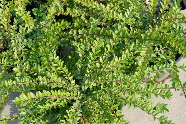 Terülő mirtuszlonc "Red tips" 30 cm