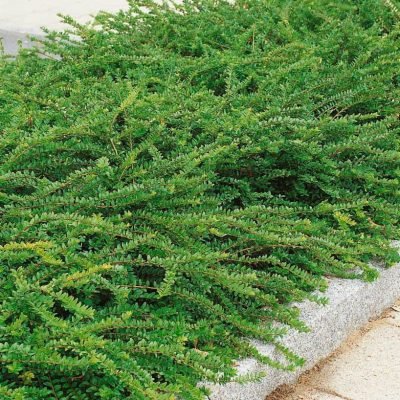 lonicera-nitida-moss-green-terulo-torpe-mirtuszlonc-orokzold-bokor-talajtakaro-cserje-csemete-cserepes-konteneres-ar-www.magnoliavilag.hu