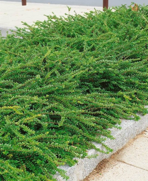 lonicera-nitida-moss-green-terulo-torpe-mirtuszlonc-orokzold-bokor-talajtakaro-cserje-csemete-cserepes-konteneres-ar-www.magnoliavilag.hu