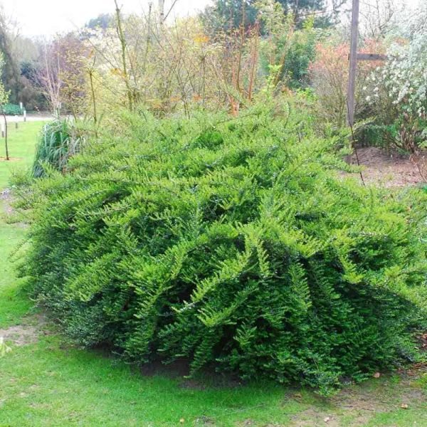 lonicera-nitida-moss-green-terulo-torpe-mirtuszlonc-orokzold-bokor-talajtakaro-cserje-csemete-cserepes-konteneres-ar-www.magnoliavilag.hu