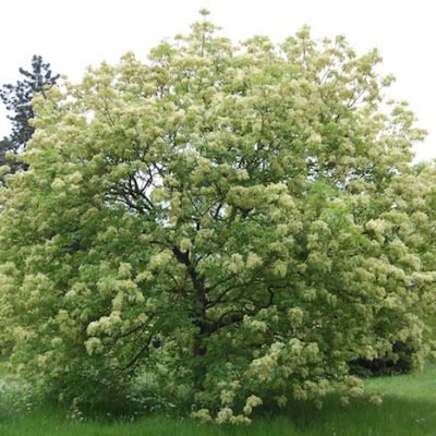 magnoliavilag.hu-viragos-koris-fa-csemete-ara-Fraxinus-ornus-.hu-2018-ev-faja
