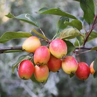 malus-sylvestris-vadalma-erdei-alma-almafa-gyumolcsfa