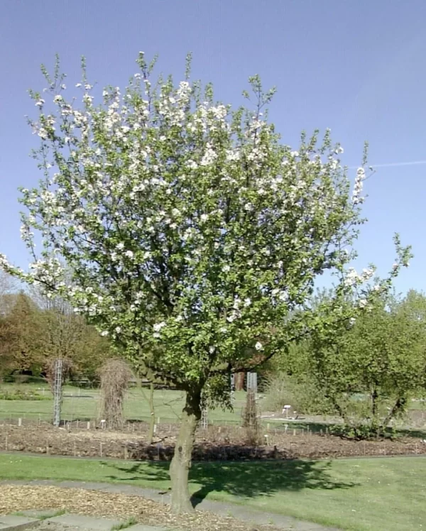 malus-sylvestris-vadalma-erdei-alma-almafa-gyumolcsfa
