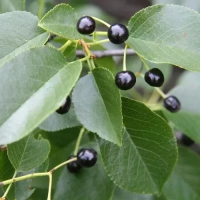 sajmeggy-prunus-mahaleb-meggyfa-magnoliavilag.hu1_.webp