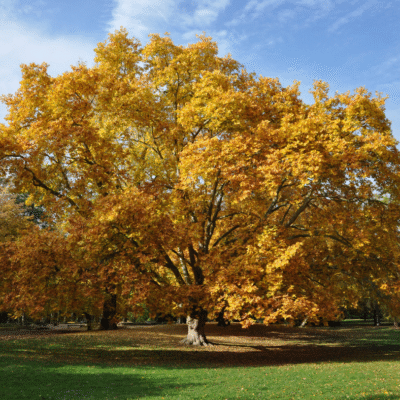 Platán fa (Platanus acerifolia) – 200 cm