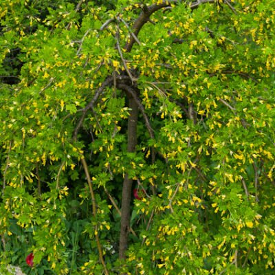 Caragana-arborescens-Pendula-Csungo-agu-borsocserje-ara-www.magnoliavilag.hu