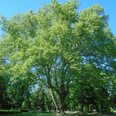 Platanus_acerifolia_Juharlevelu_platan_magnoliavilag.hu