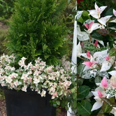 Trachelospermum-Asiaticum-Tricolor-tarkalevelu-japan-csillagjazmin-magnoliavilag.hu