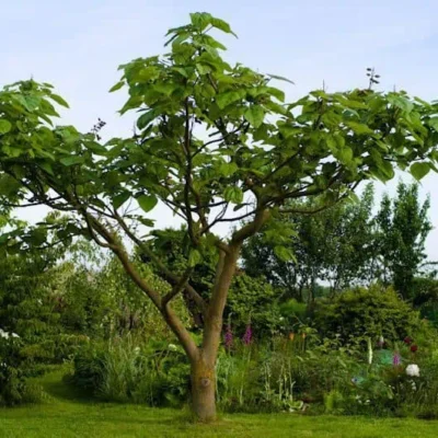 császárfa-csmete-ár-magnoliavilag.hu