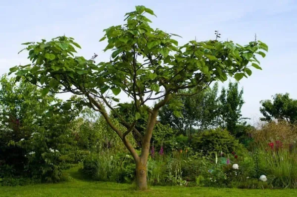 császárfa-csmete-ár-magnoliavilag.hu