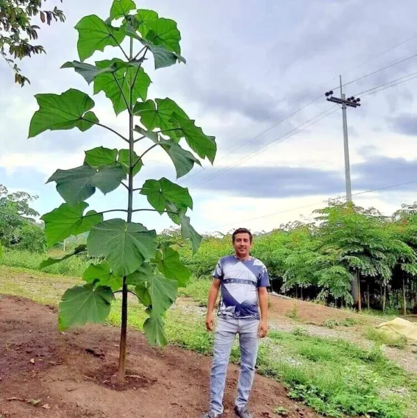 Császárfa 150 cm „Paulownia tomentosa” - Image 3