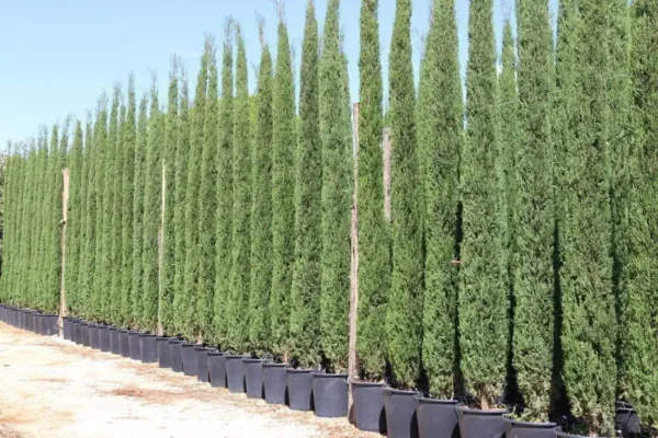 Olasz ciprus 30 cm „Cupressus sempervirens Totem” - Image 3