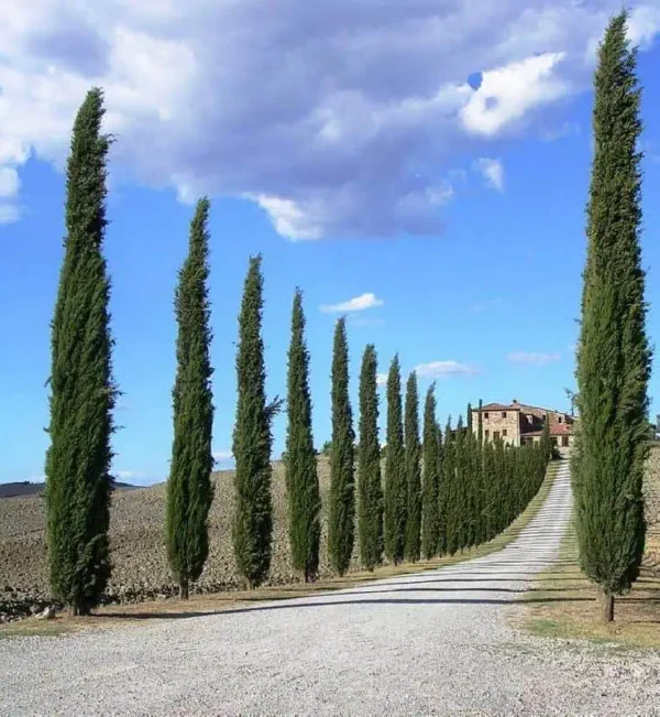 Olasz ciprus 30 cm „Cupressus sempervirens Totem” - Image 2