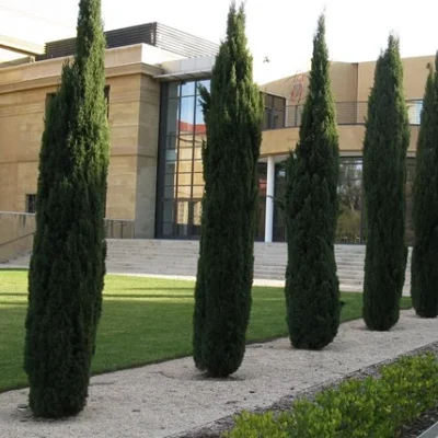 Olasz ciprus 30 cm „Cupressus sempervirens Totem”