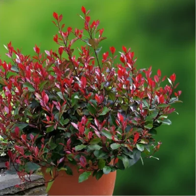 korallberkenye-red-robin-photinia-fraseri-